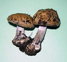 Cortinarius pseudosalor.